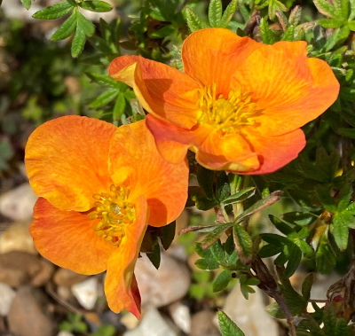 Potentilla fruticosa 'Wickwar Trailer'